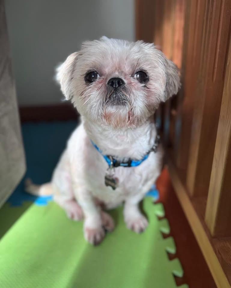Enlarge MONTY, an adopted Shih Tzu in Coquitlam, BC image 5/6