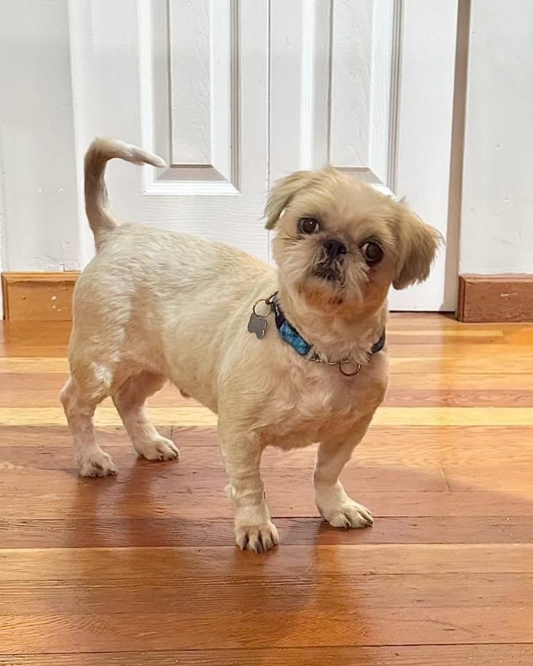 Enlarge MONTY, an adopted Shih Tzu in Coquitlam, BC image 2/6