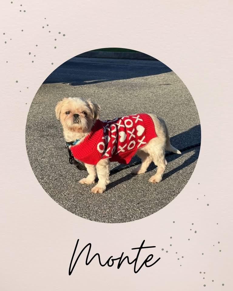 MONTY, adopted, Adult Male Shih Tzu.