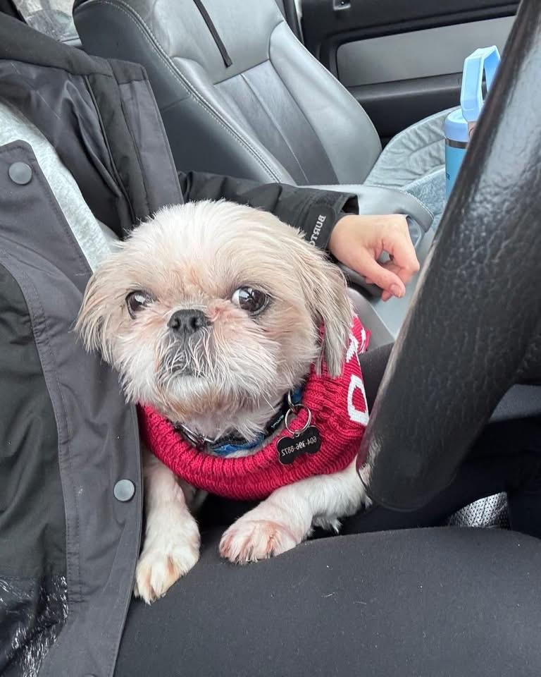 Enlarge MONTY, an adopted Shih Tzu in Coquitlam, BC image 4/6