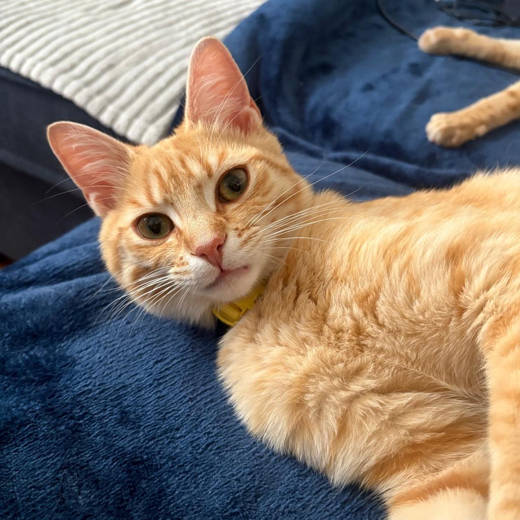Nacho, Adoptable, Young Male Domestic Short Hair.