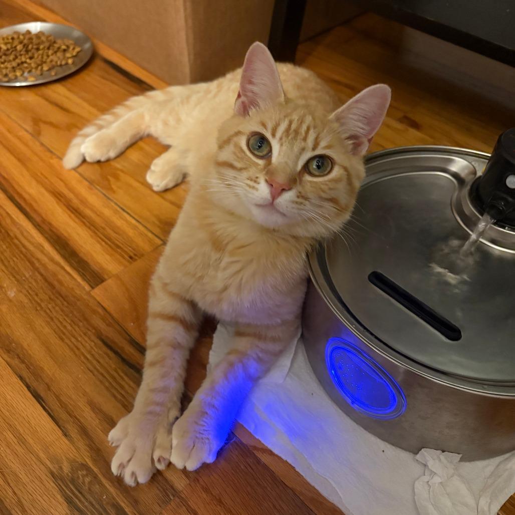 Nacho, a Adoptable Domestic Short Hair in Staten Island, NY image 2/3