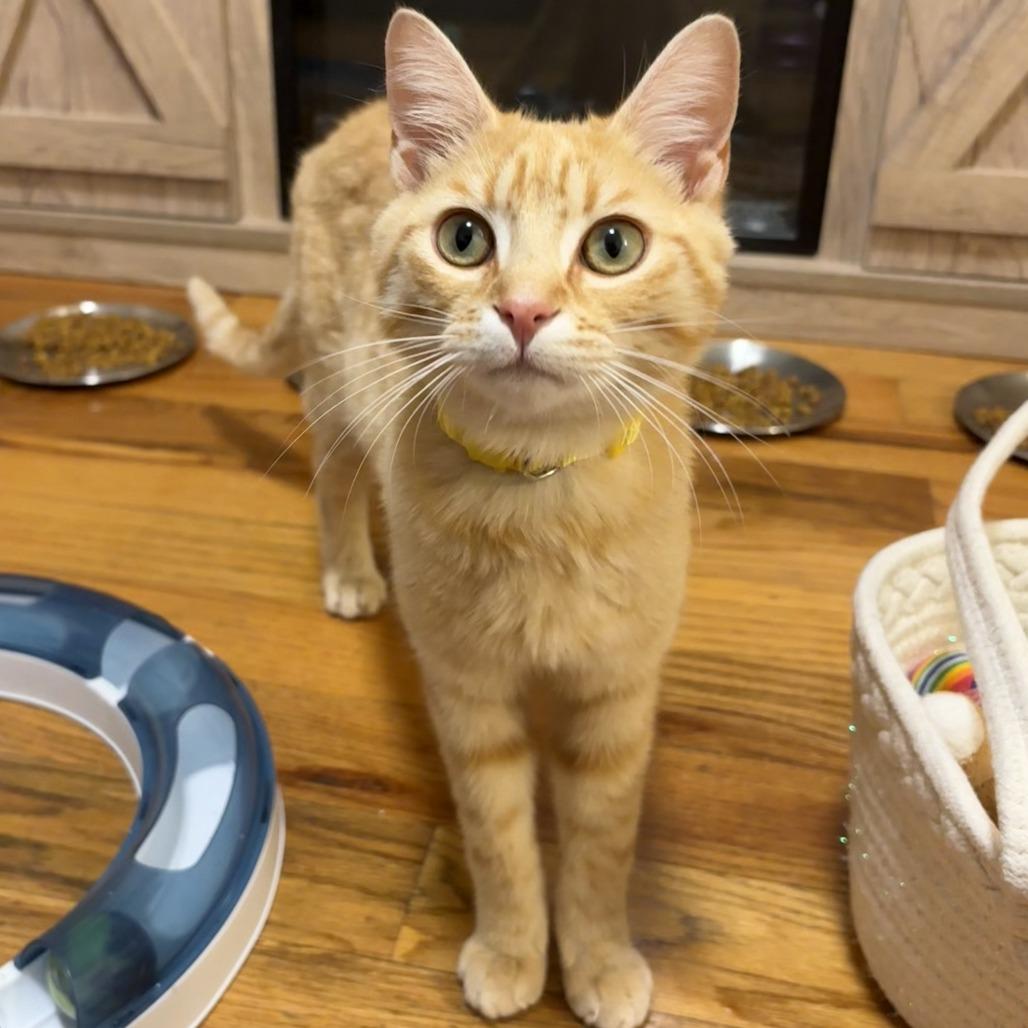 Nacho, a Adoptable Domestic Short Hair in Staten Island, NY image 3/3
