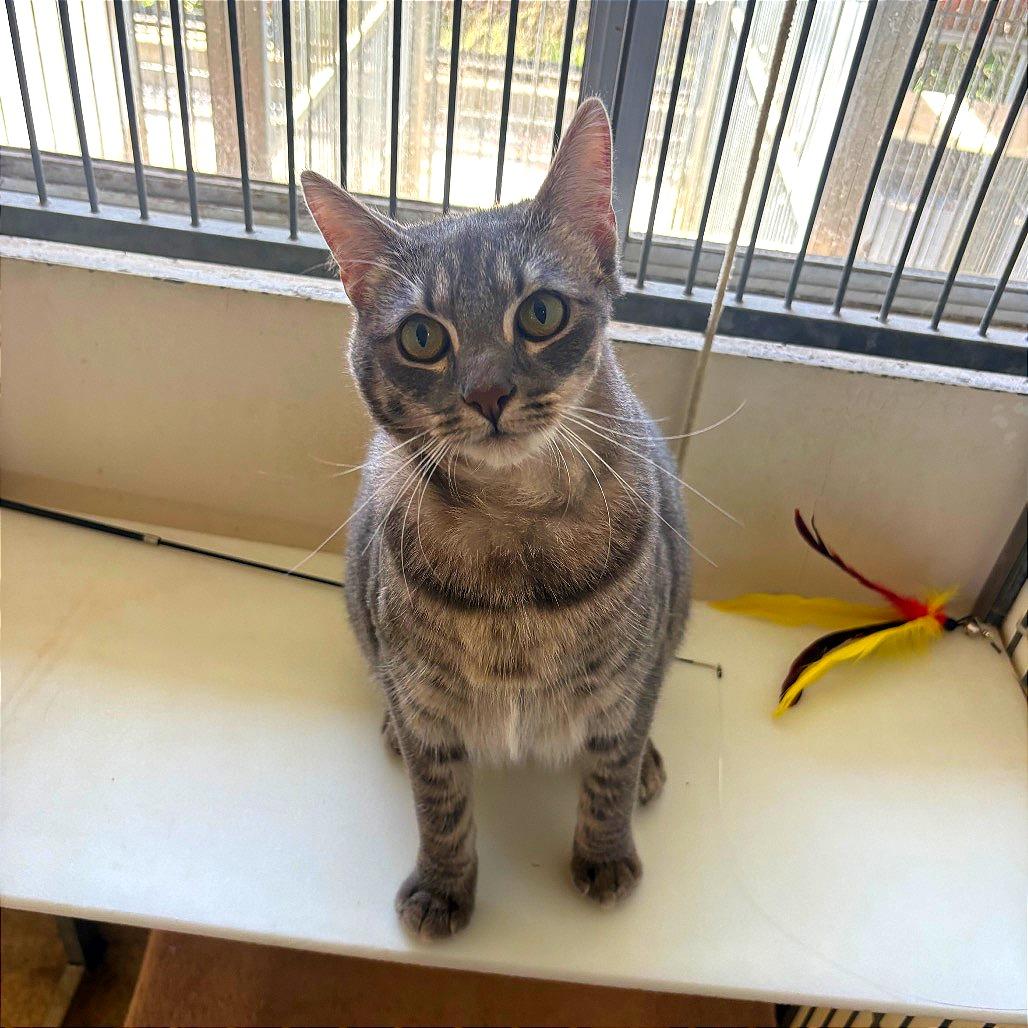 Enlarge Mavis, a Adoptable Domestic Medium Hair in Santa Barbara, CA image 1/4