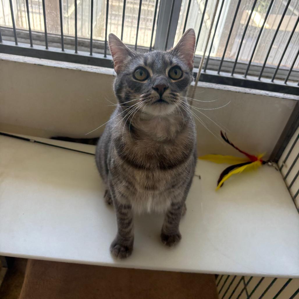 Enlarge Mavis, a Adoptable Domestic Medium Hair in Santa Barbara, CA image 2/4