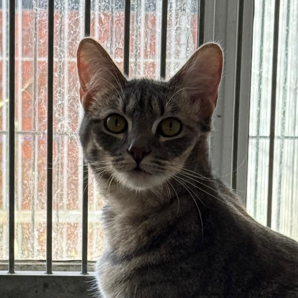 Enlarge Mavis, a Adoptable Domestic Medium Hair in Santa Barbara, CA image 3/4