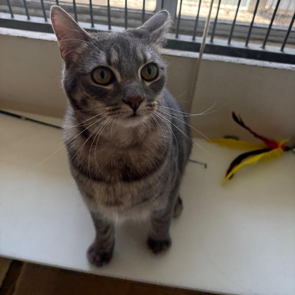 Enlarge Mavis, a Adoptable Domestic Medium Hair in Santa Barbara, CA image 4/4