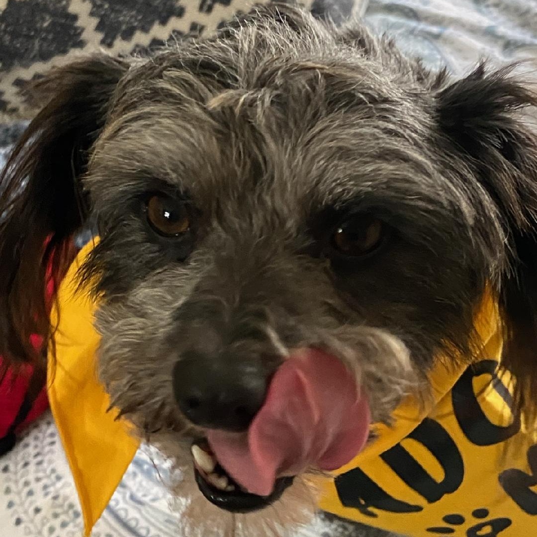 Dog for adoption Randy, a Border Terrier in Perris, CA Petfinder