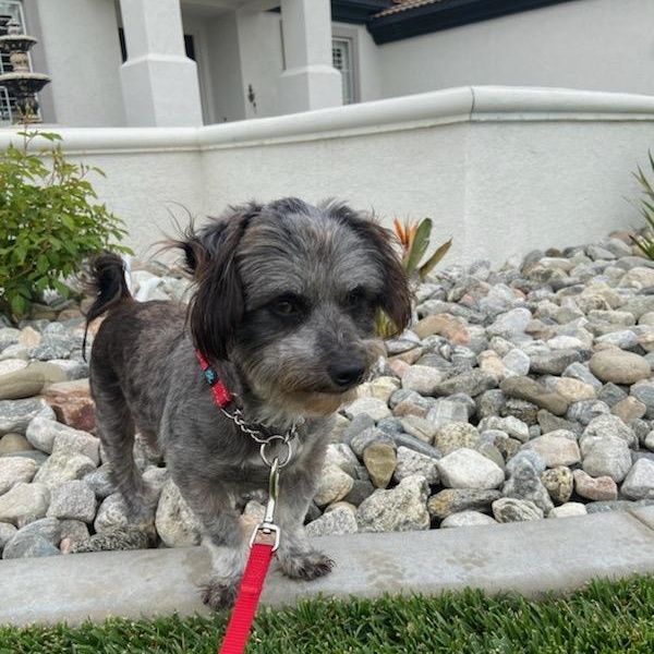 Dog for adoption Randy, a Border Terrier in Perris, CA Petfinder