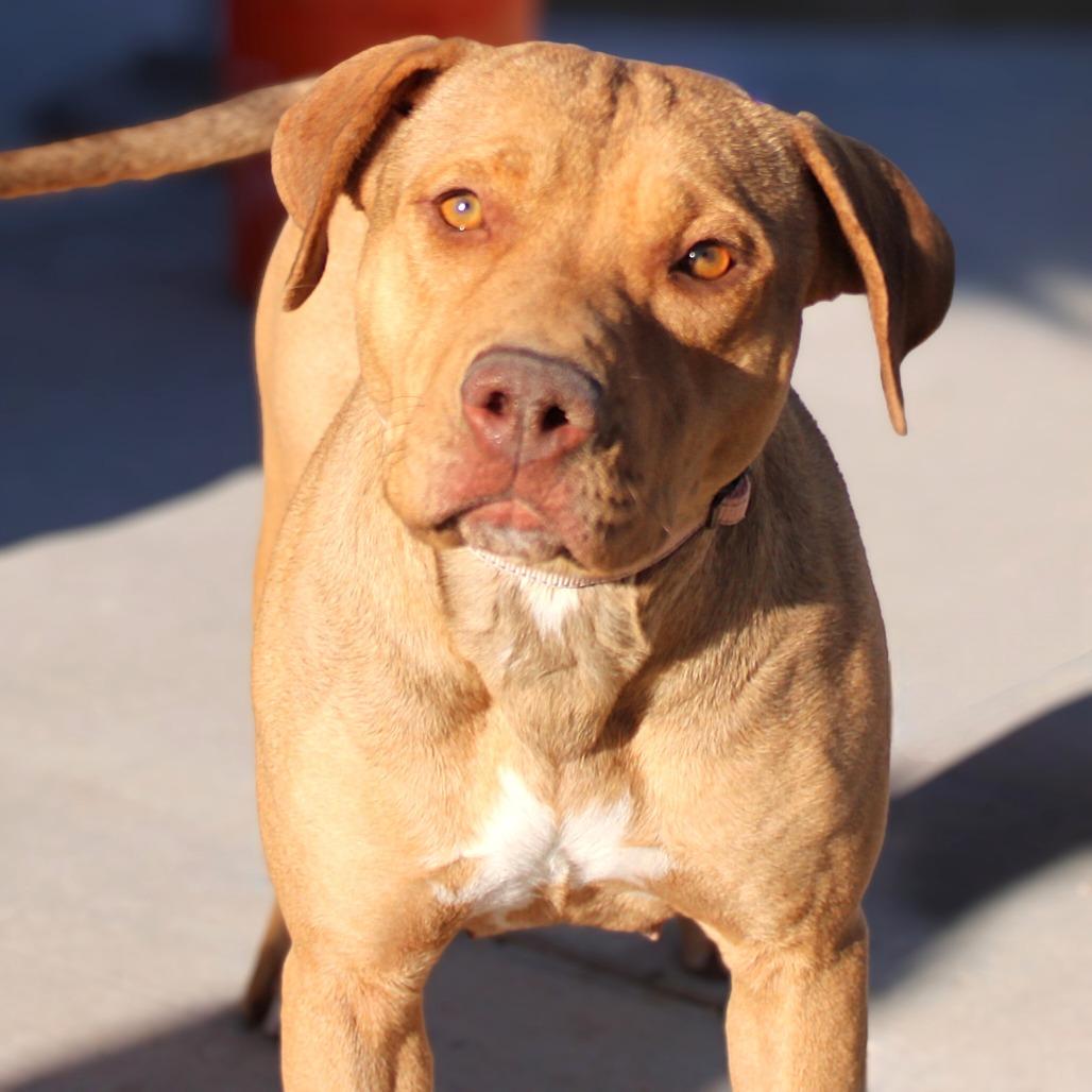 Ginger, Adoptable, Adult Female Mixed Breed.