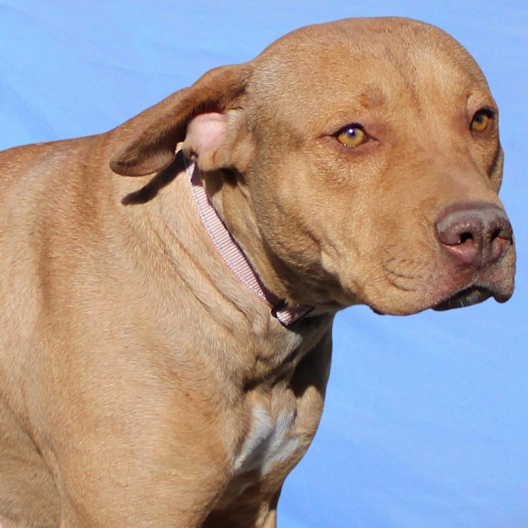 Enlarge Ginger, a Adoptable Mixed Breed in Las Cruces, NM image 2/6