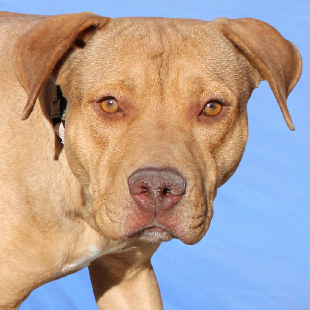 Enlarge Ginger, a Adoptable Mixed Breed in Las Cruces, NM image 3/6