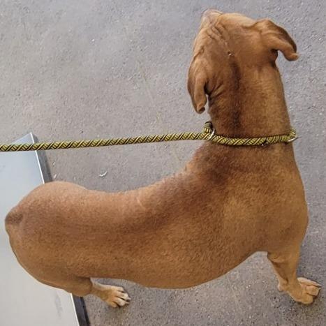 Enlarge Ginger, a Adoptable Mixed Breed in Las Cruces, NM image 4/6