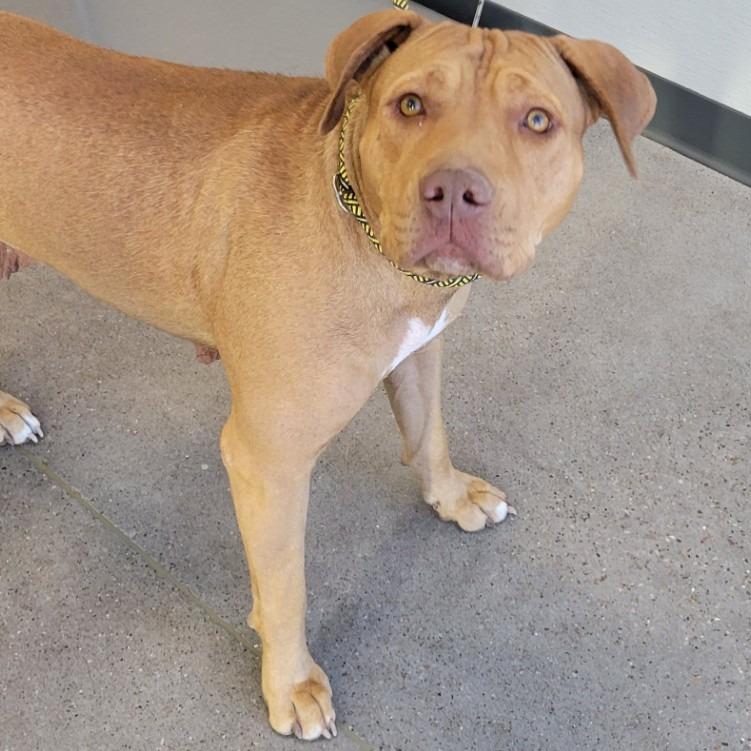 Enlarge Ginger, a Adoptable Mixed Breed in Las Cruces, NM image 5/6