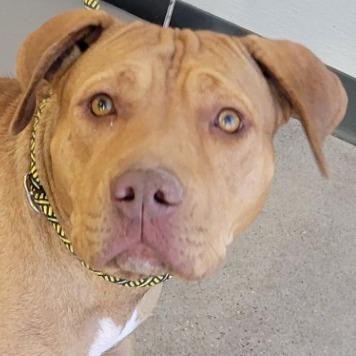 Enlarge Ginger, a Adoptable Mixed Breed in Las Cruces, NM image 6/6