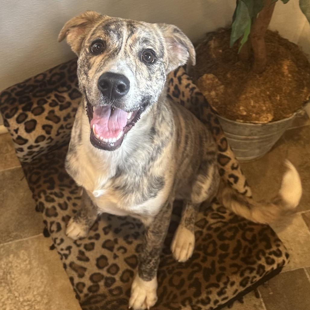 Levi, Adoptable, Young Male Terrier & Mixed Breed.