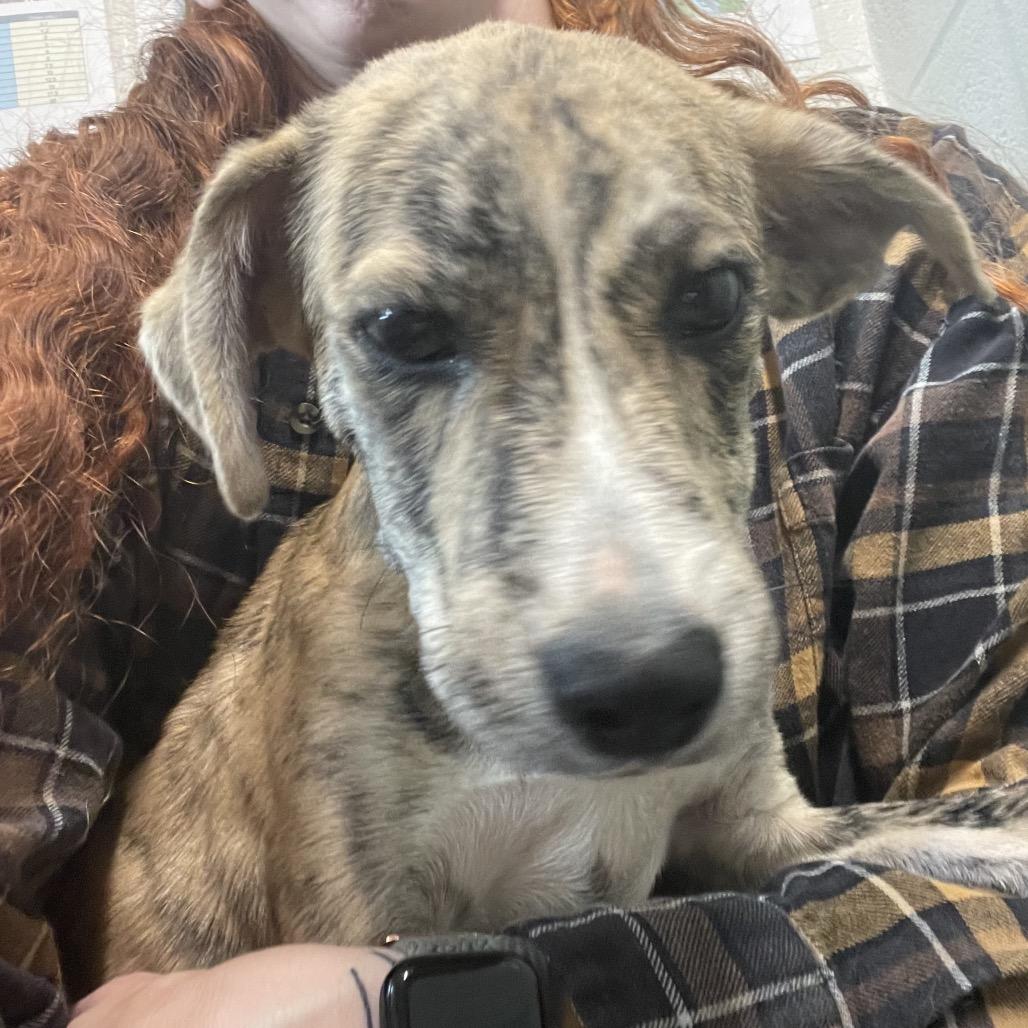 Enlarge Levi, a Adoptable mixed breed in Eureka Springs, AR image 2/2