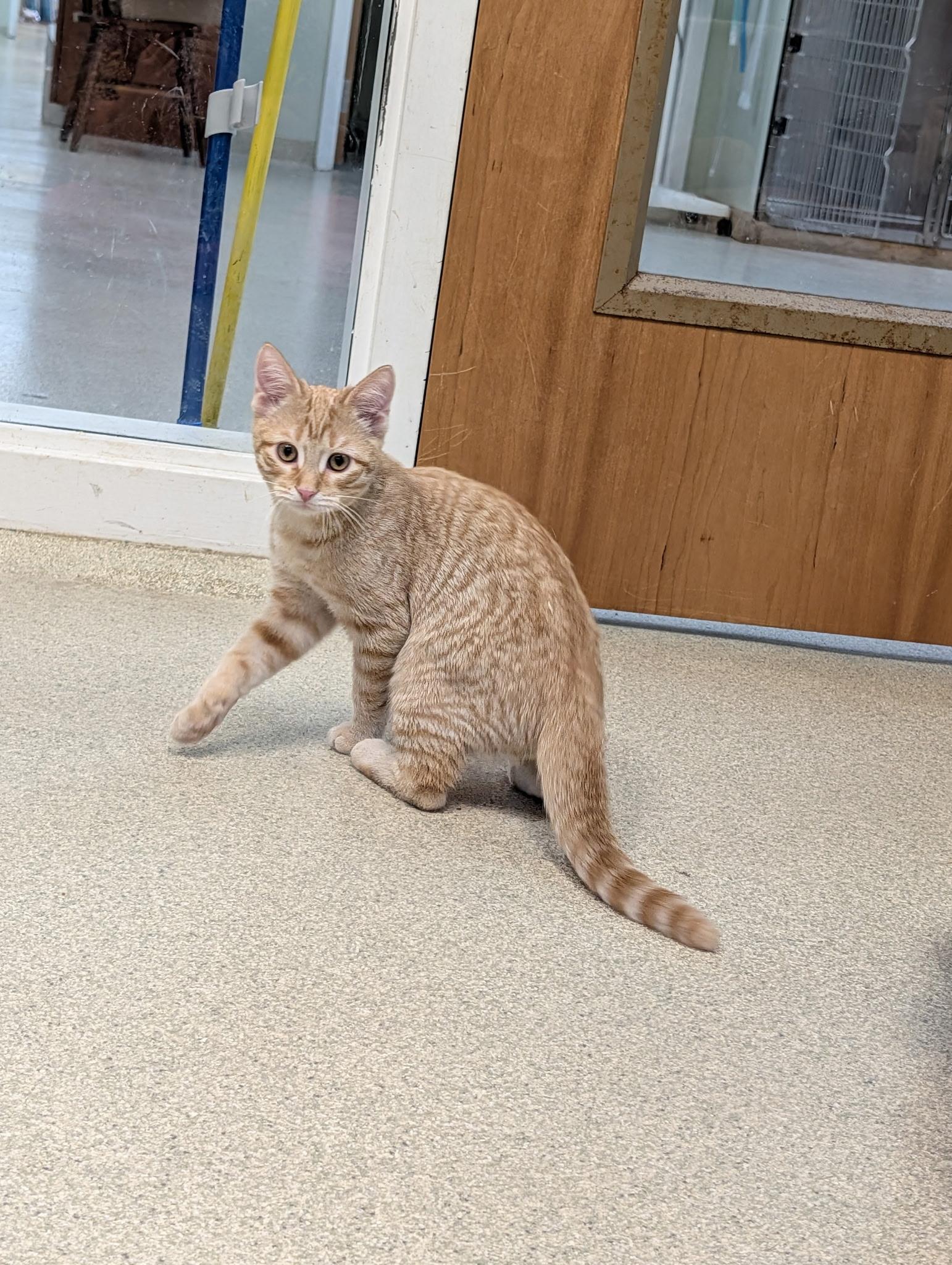 Enlarge Maui & Calypso, a Adopted Domestic Medium Hair in Thomaston, CT image 5/6
