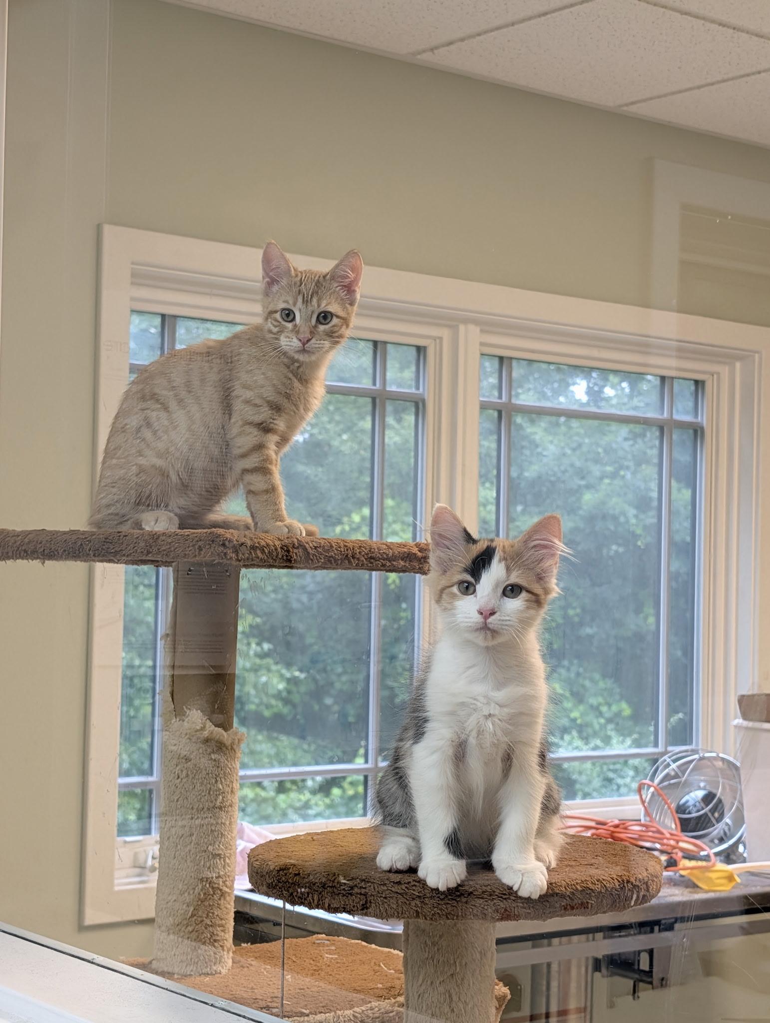 Maui & Calypso, Adopted, Kitten Female Domestic Medium Hair.