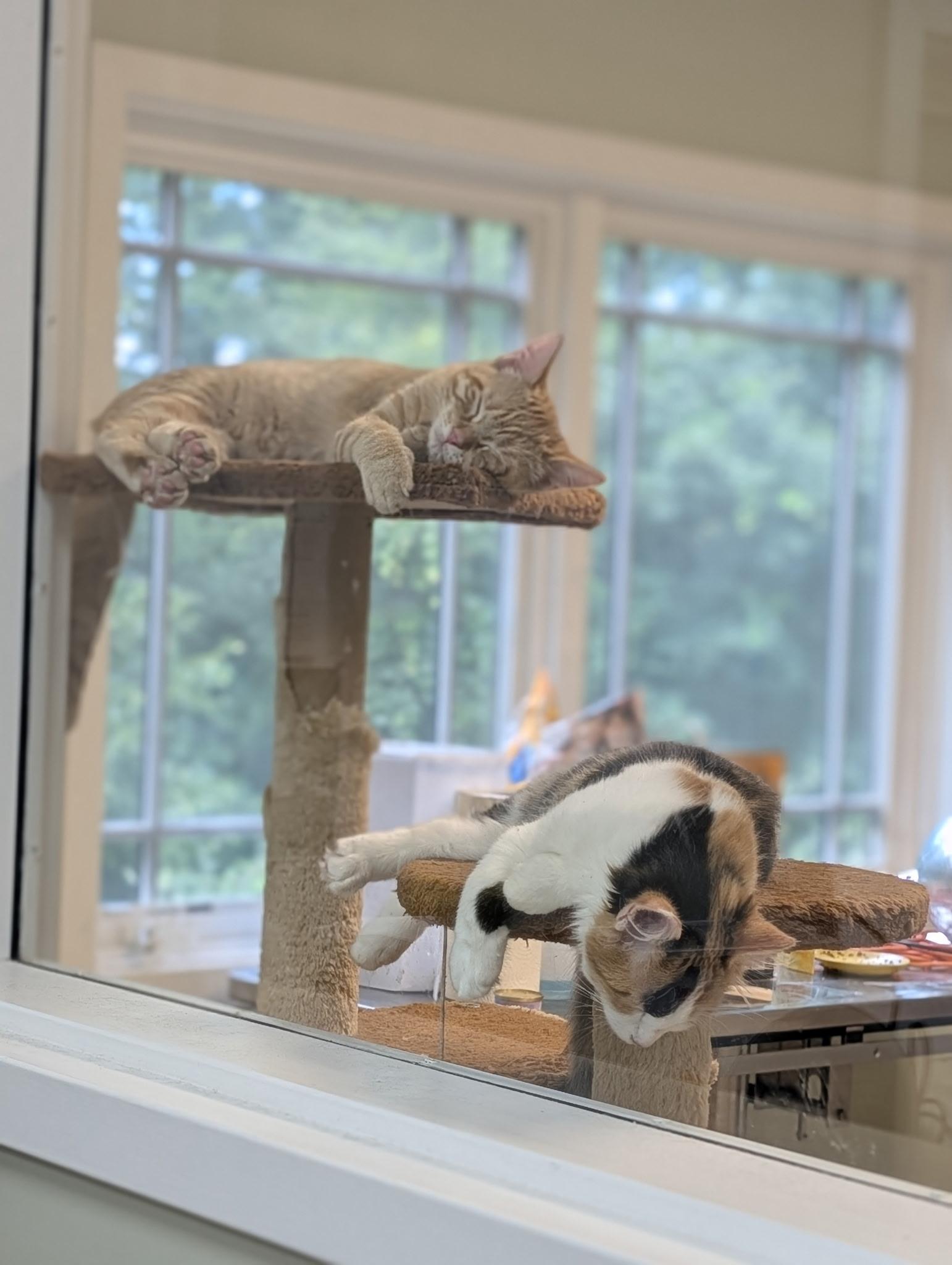 Enlarge Maui & Calypso, a Adopted Domestic Medium Hair in Thomaston, CT image 3/6