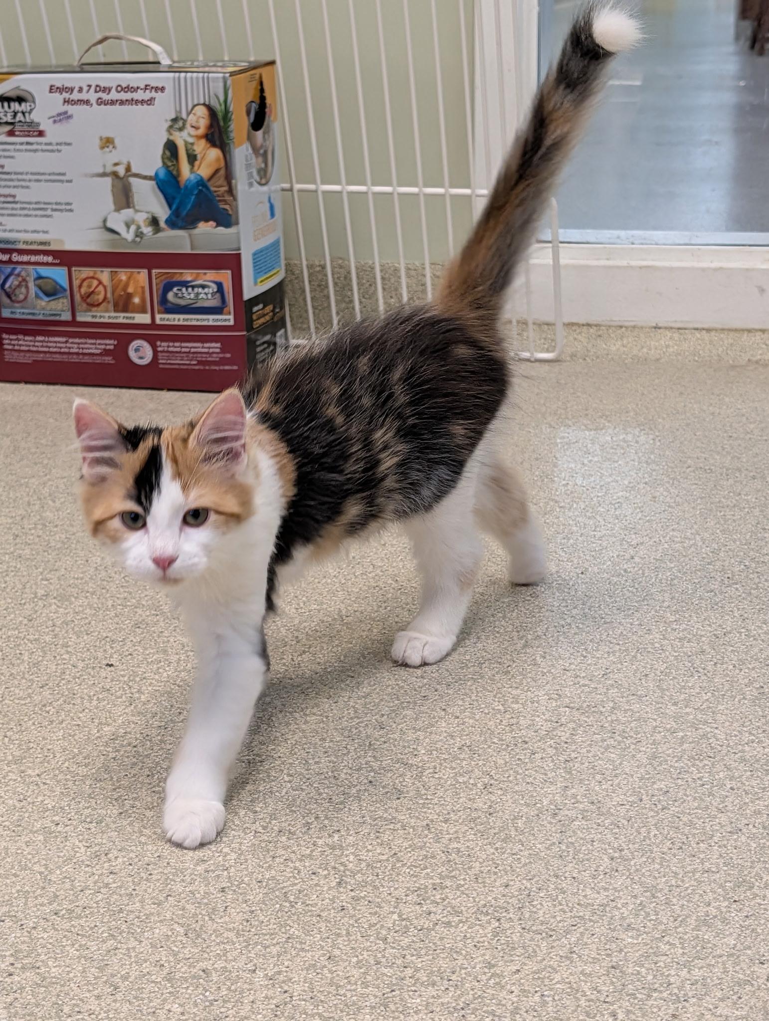Enlarge Maui & Calypso, a Adopted Domestic Medium Hair in Thomaston, CT image 6/6