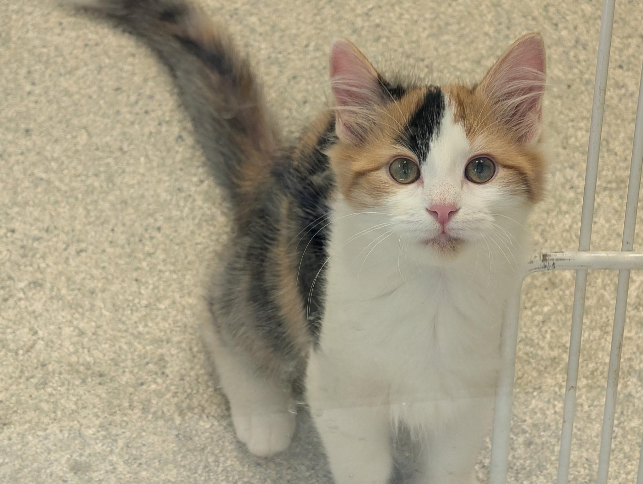 Enlarge Maui & Calypso, a Adopted Domestic Medium Hair in Thomaston, CT image 2/6