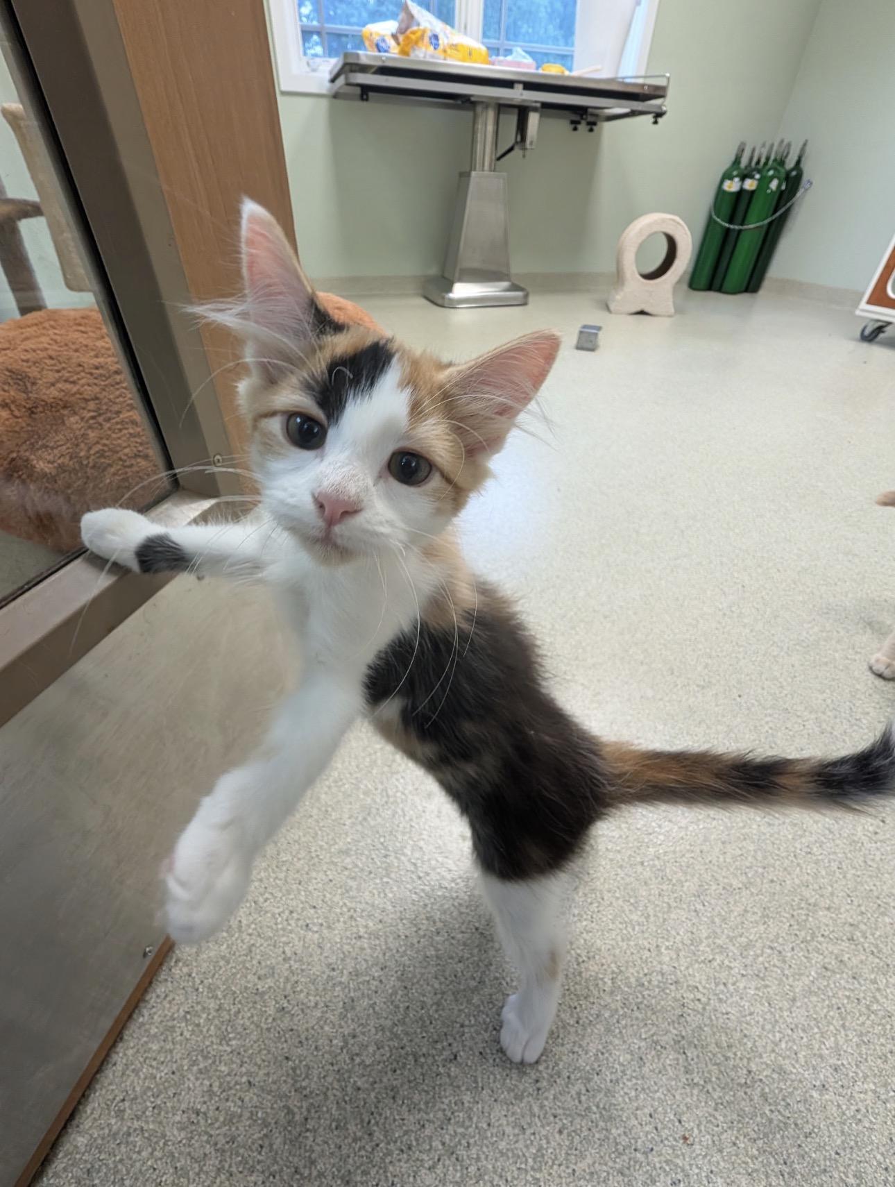 Enlarge Maui & Calypso, a Adopted Domestic Medium Hair in Thomaston, CT image 4/6