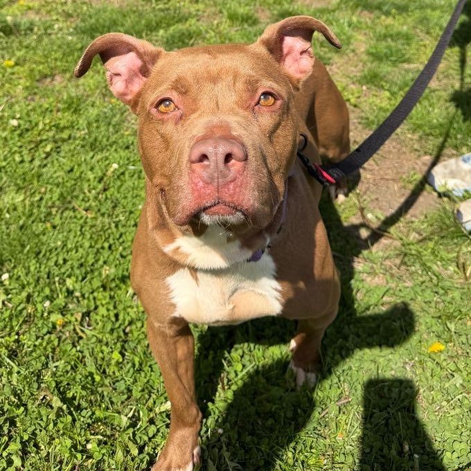 Enlarge Cinnamon, a ADOPTABLE mixed breed in Waterloo, IA image 2/4