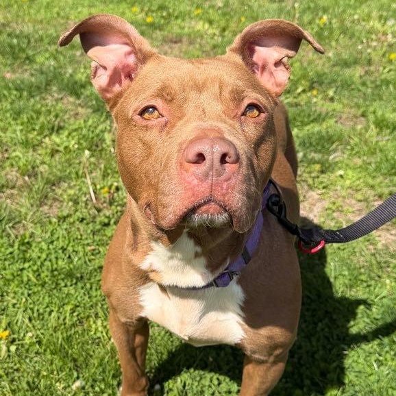 Enlarge Cinnamon, a ADOPTABLE mixed breed in Waterloo, IA image 3/4
