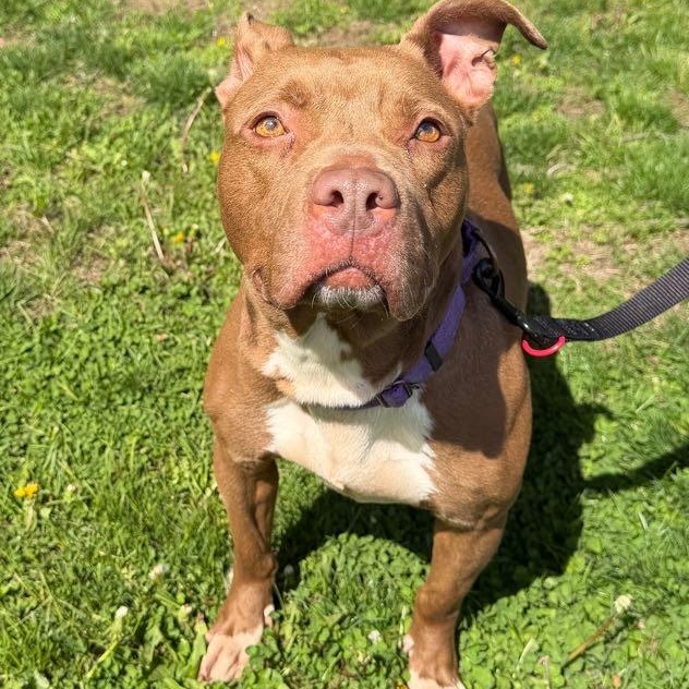 Enlarge Cinnamon, a ADOPTABLE mixed breed in Waterloo, IA image 4/4