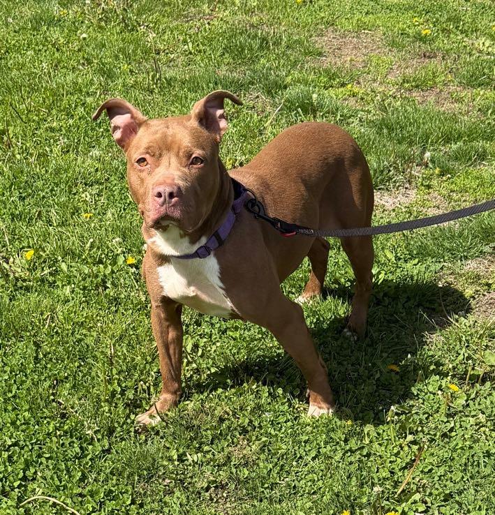 Cinnamon, ADOPTABLE, Adult Female Pit Bull Terrier.