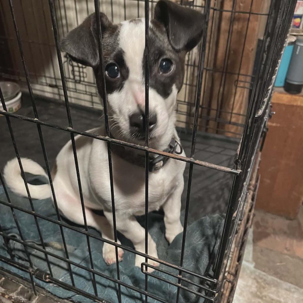 Wishbone, Adoptable, Young Male Dachshund & Chihuahua.