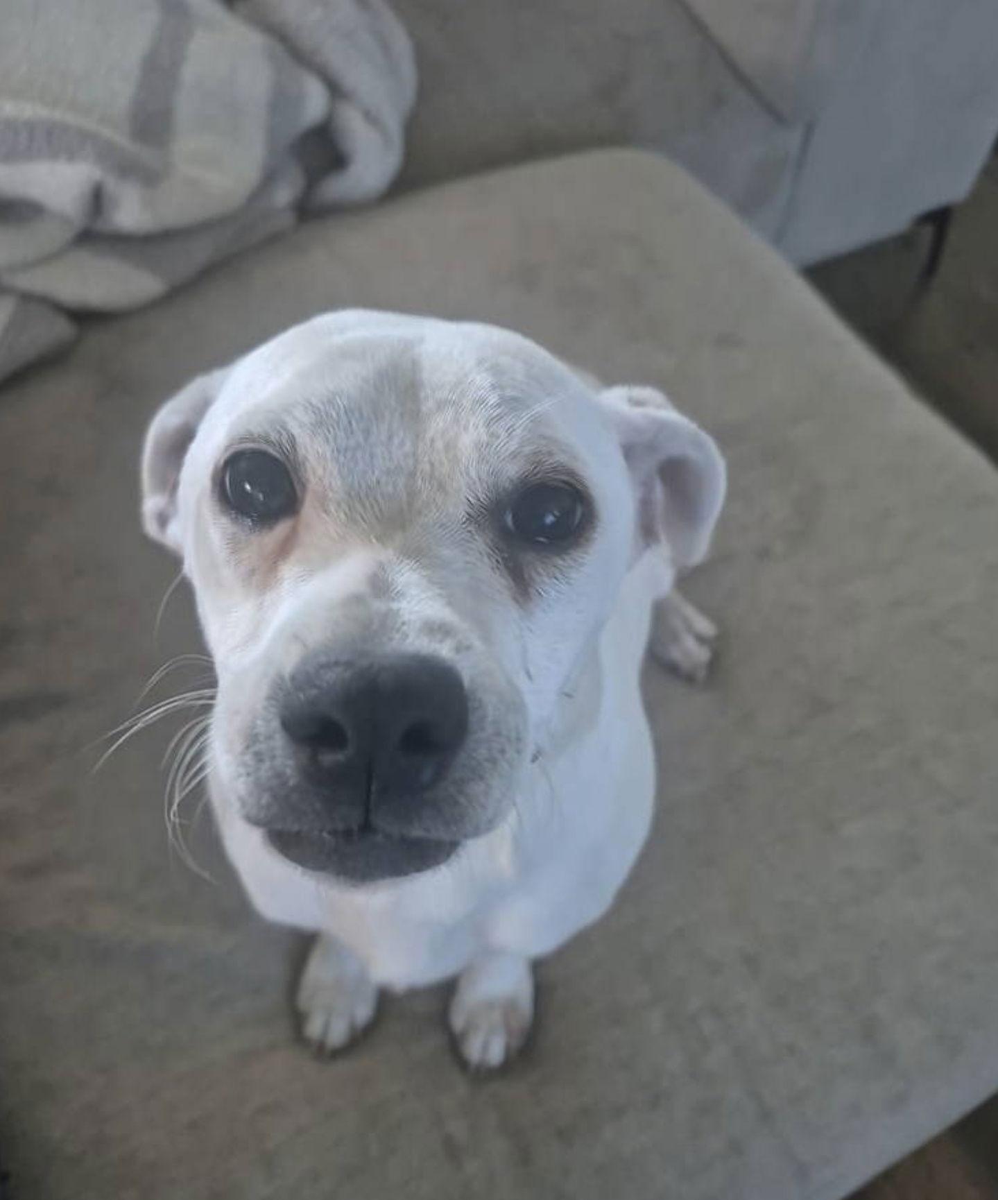 Enlarge Jagger, a Adopted Chihuahua in Rosenberg, TX image 1/3