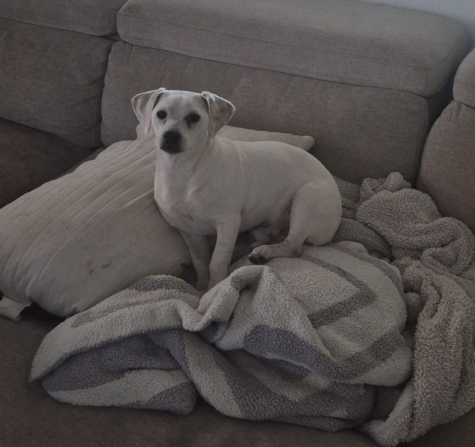 Enlarge Jagger, a Adopted Chihuahua in Rosenberg, TX image 2/3