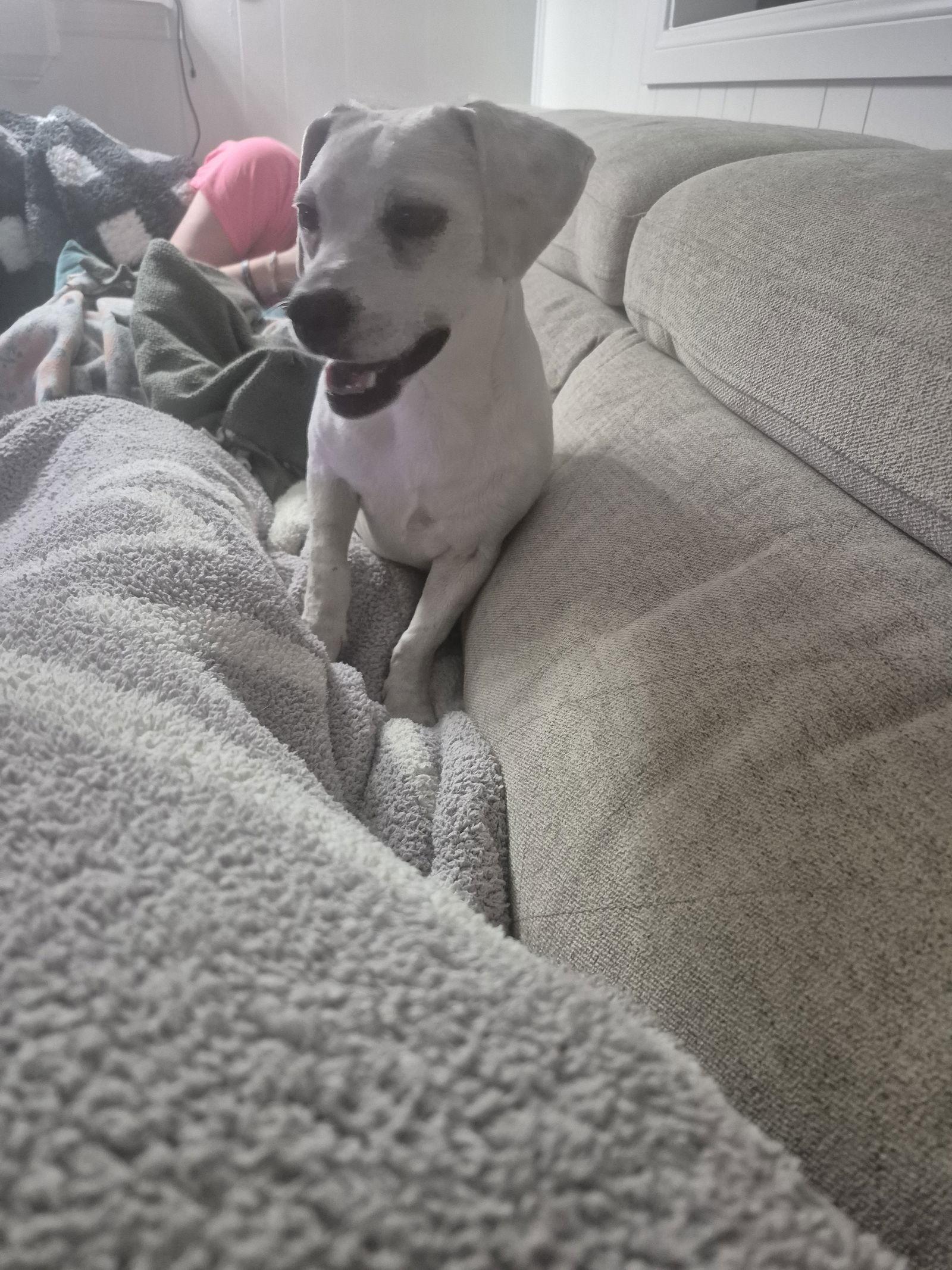 Enlarge Jagger, a Adopted Chihuahua in Rosenberg, TX image 3/3