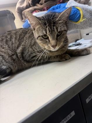 Enlarge Tiki, a Adoptable mixed breed in Wichita, KS image 1/2