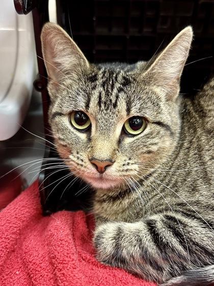 Enlarge Tiki, a Adoptable mixed breed in Wichita, KS image 2/2