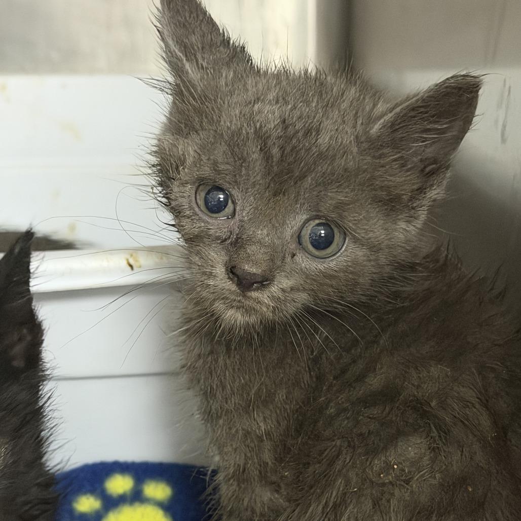 Beluga, Adoptable, Kitten Female Domestic Short Hair.