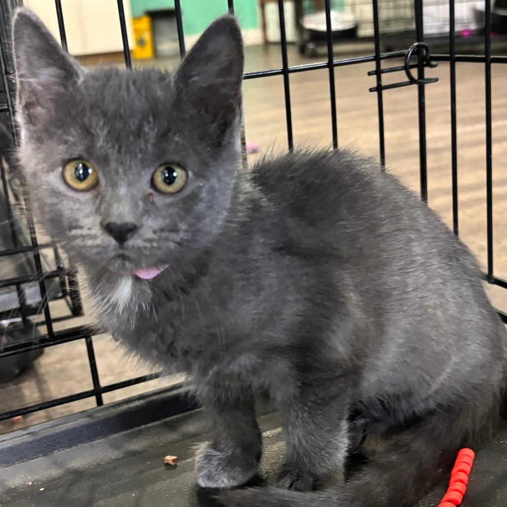 Enlarge Beluga, a Adoptable Domestic Short Hair in Marion, VA image 2/2