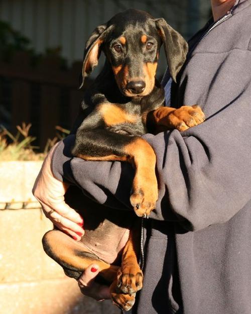 Dobie Girl Puppy, Adopted, Puppy Female Doberman Pinscher.