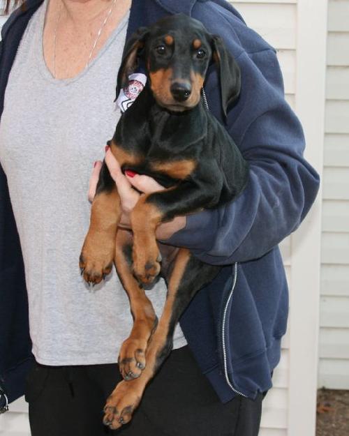 Enlarge Dobie Girl Puppy, a Adopted Doberman Pinscher in Saint Charles, MO image 2/3