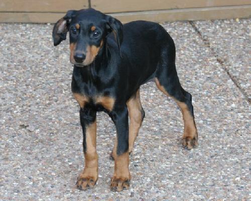 Enlarge Dobie Girl Puppy, a Adopted Doberman Pinscher in Saint Charles, MO image 3/3