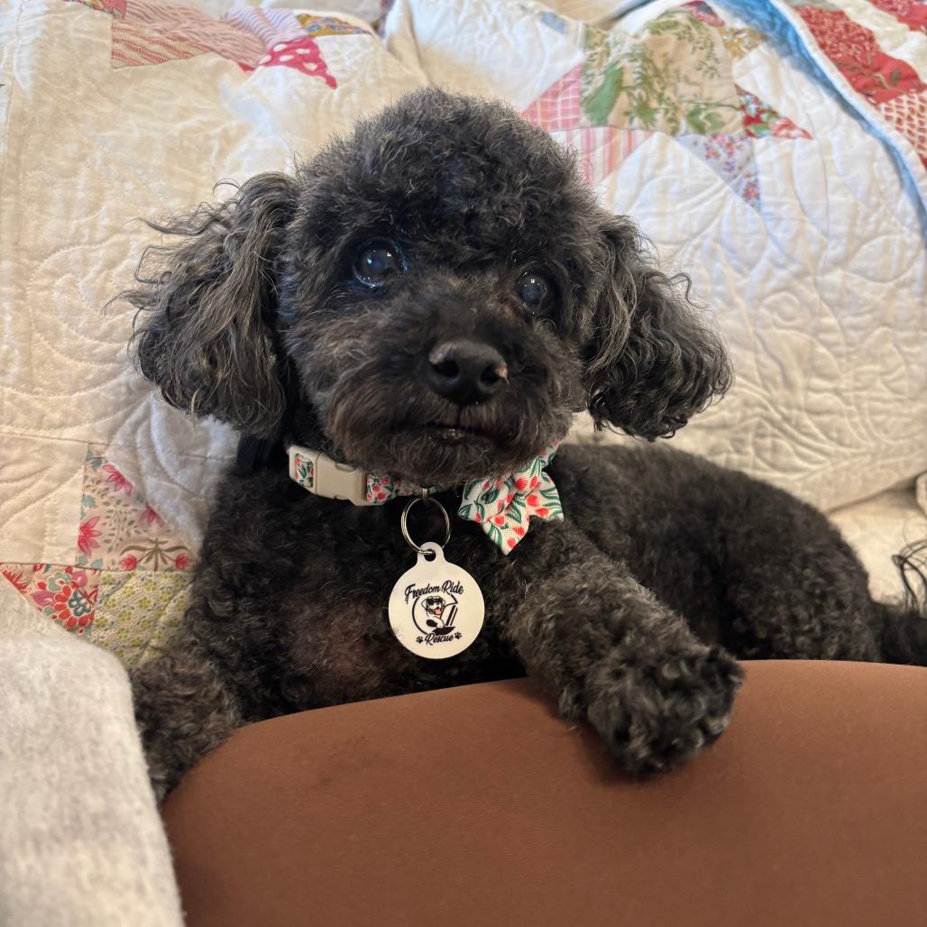 Enlarge Francine, a Adoptable Poodle in Raleigh, NC image 1/6