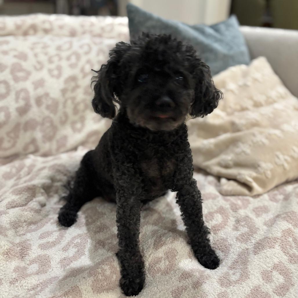 Enlarge Francine, a Adoptable Poodle in Raleigh, NC image 4/6