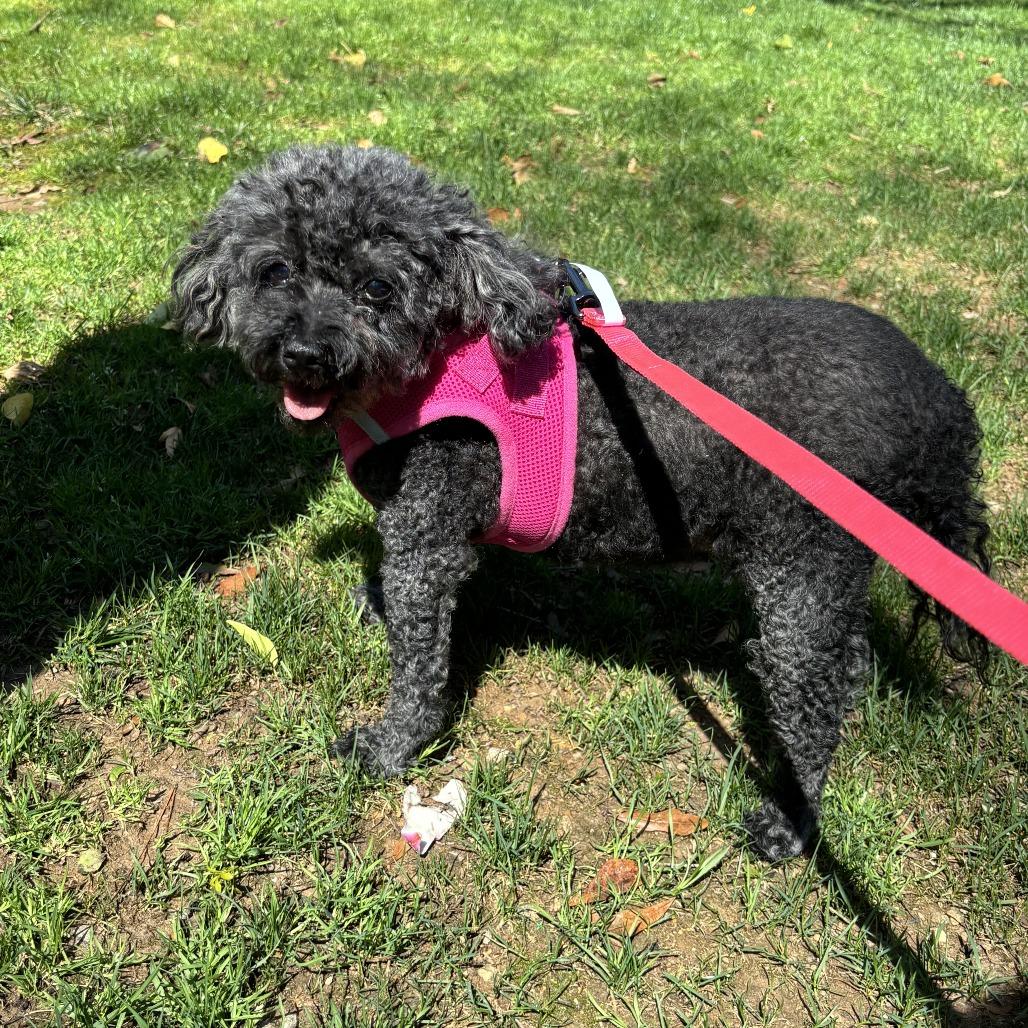 Enlarge Francine, a Adoptable Poodle in Raleigh, NC image 5/6
