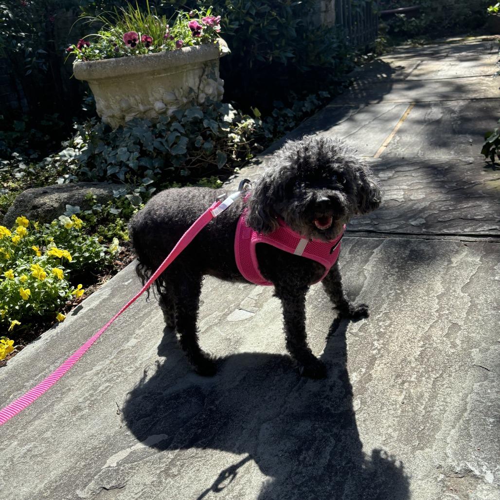 Enlarge Francine, a Adoptable Poodle in Raleigh, NC image 6/6