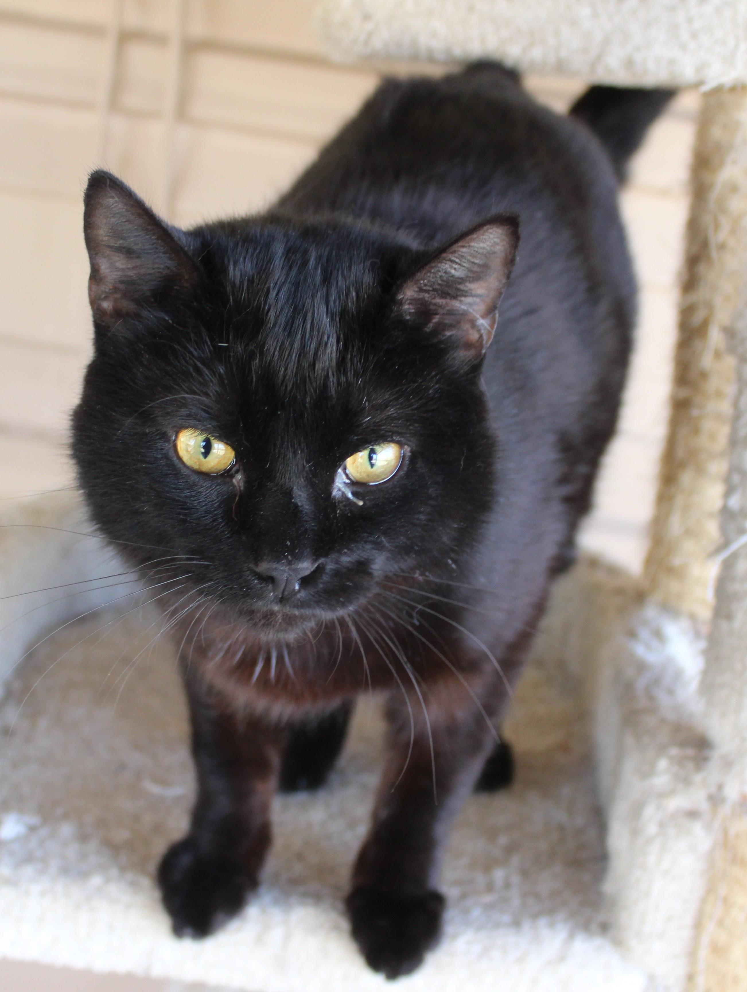 Enlarge Squirrel, an adopted mixed breed in Huron, SD image 3/4