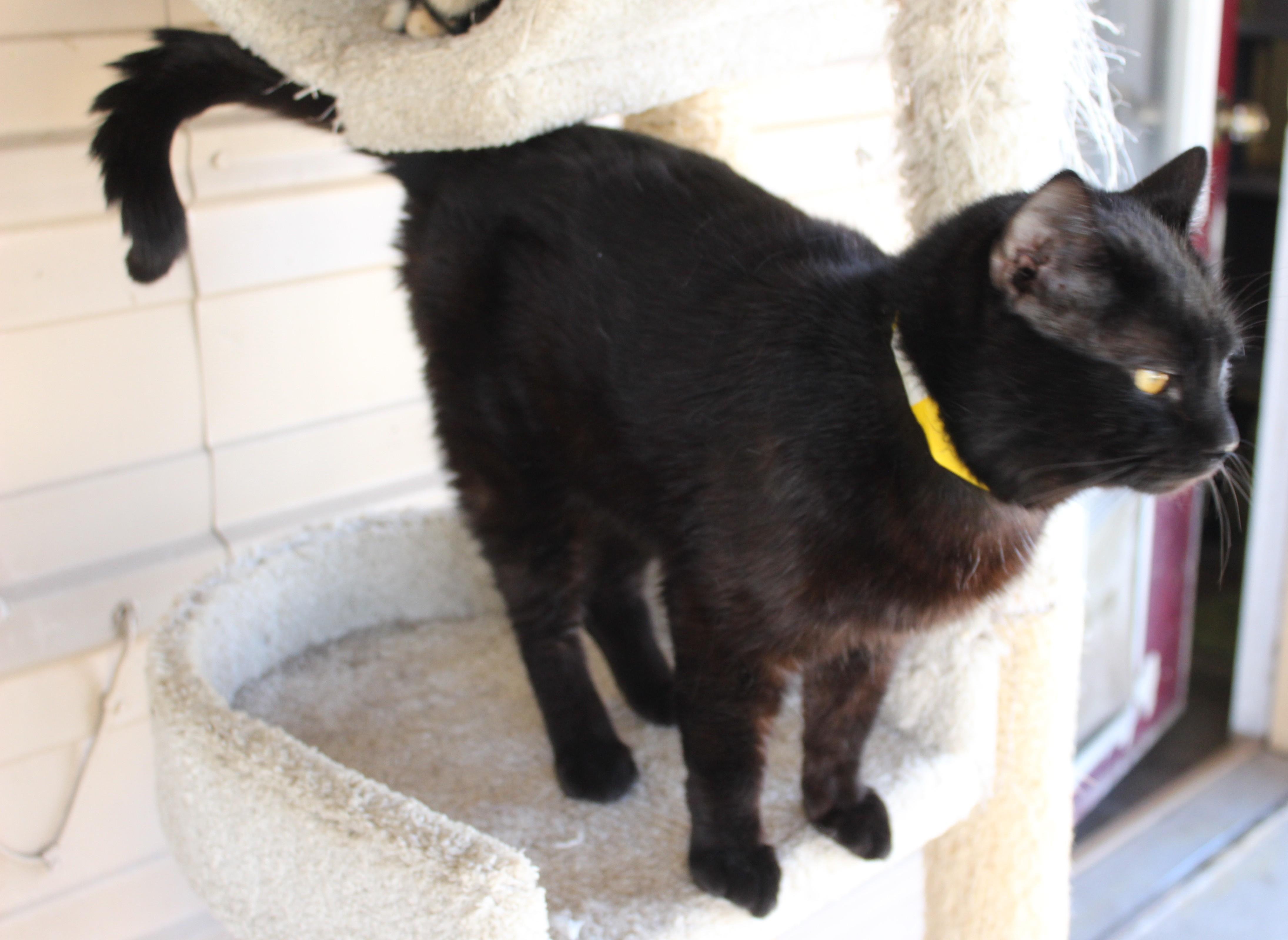 Enlarge Squirrel, an adopted mixed breed in Huron, SD image 2/4