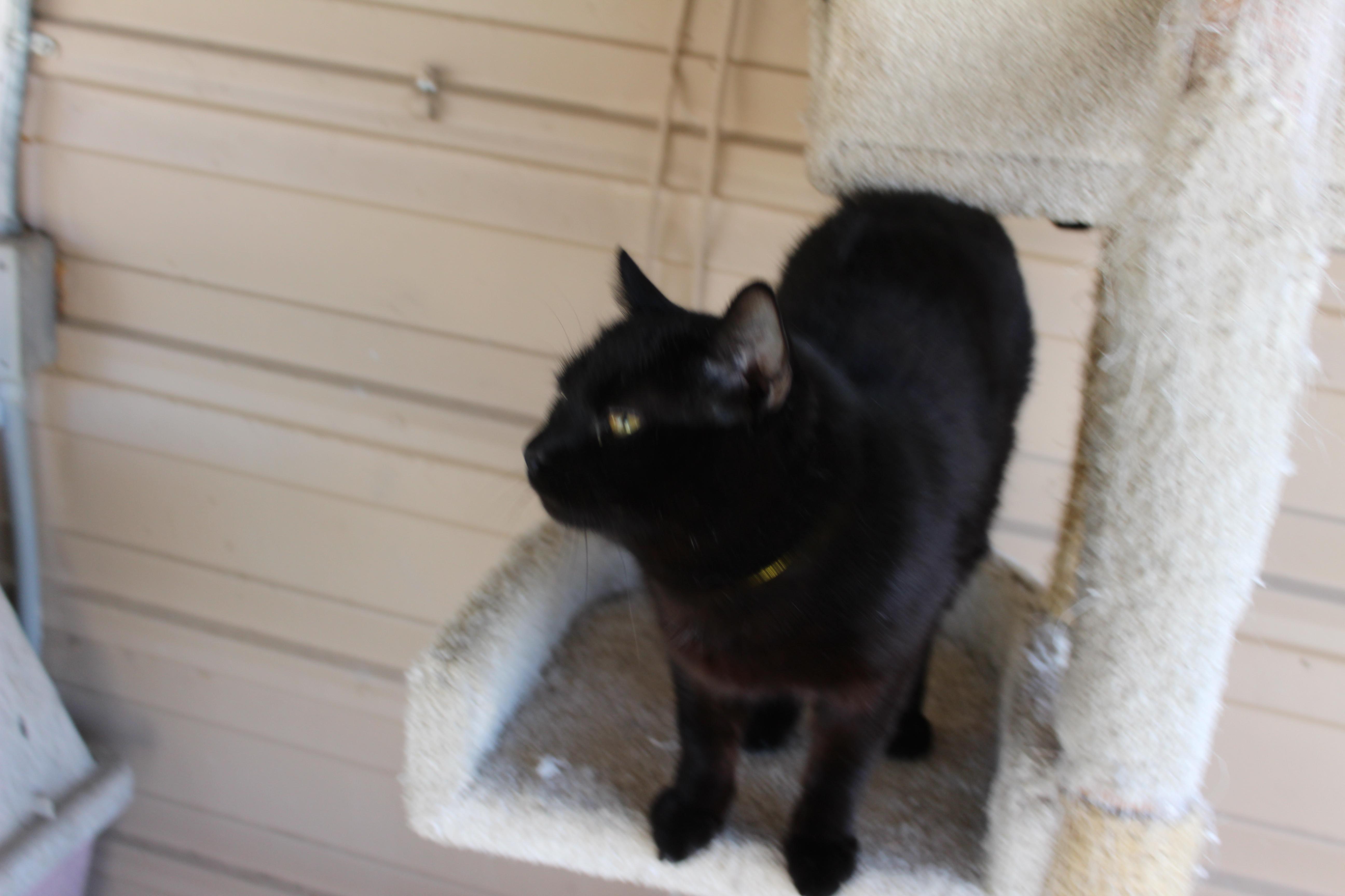 Enlarge Squirrel, an adopted mixed breed in Huron, SD image 4/4