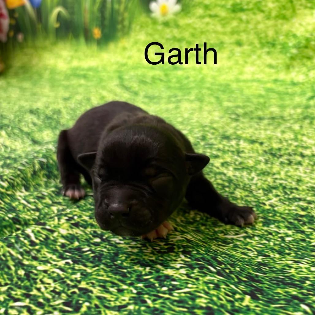 Garth, ADOPTABLE, Puppy Male Pit Bull Terrier.